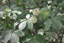 Photo of Лечебные свойства ценных деревьев