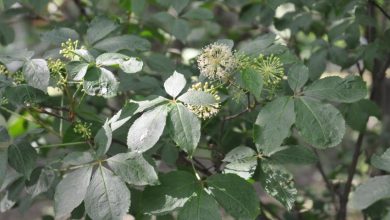 Photo of Лечебные свойства ценных деревьев