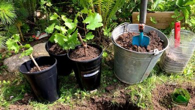 Photo of Садоводство: выращивание фруктовых деревьев