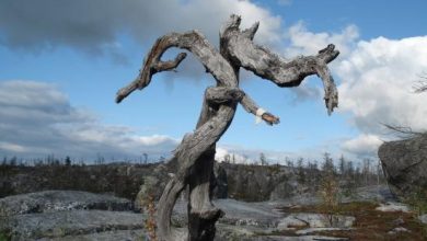 Photo of «Уникальные деревья в горах»