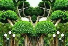 Photo of «Редкие деревья искусства природы»