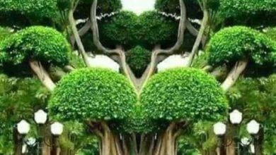 Photo of «Редкие деревья искусства природы»