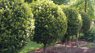 Photo of Ценные виды деревьев для сада