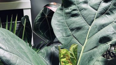 Photo of Зеленые гиганты тропиков