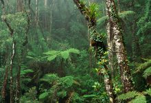 Photo of Разнообразие тропических деревьев