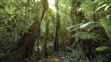 Photo of Исследуйте богатство тропиков