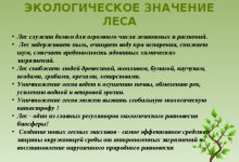 Photo of Экологическое значение деревьев