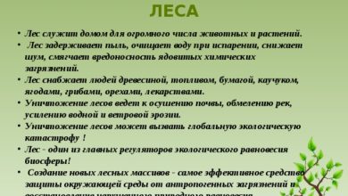 Photo of Экологическое значение деревьев