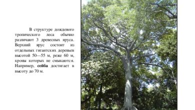 Photo of Чудеса тропических деревьев