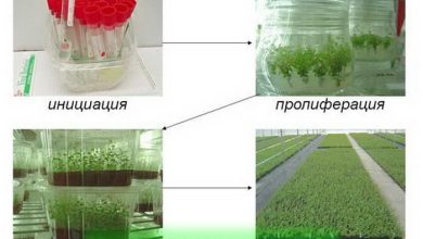 Photo of Размножение плодовых культур