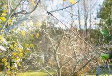 Photo of Секреты успешного плодоводства