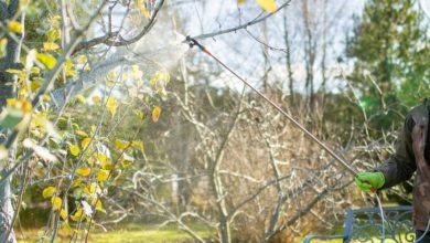 Photo of Секреты успешного плодоводства