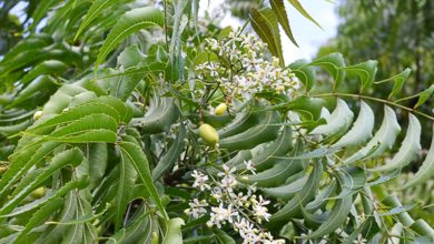 Photo of Уникальные деревья с лечебными свойствами